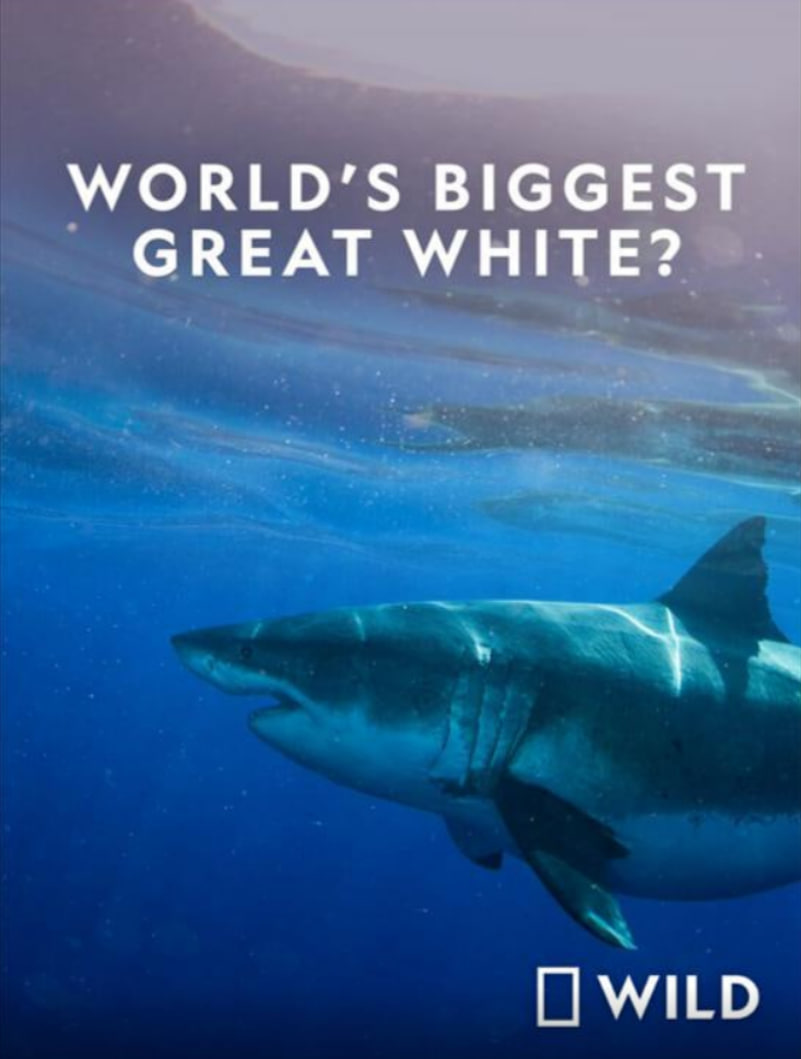 世界最大的公牛鯊